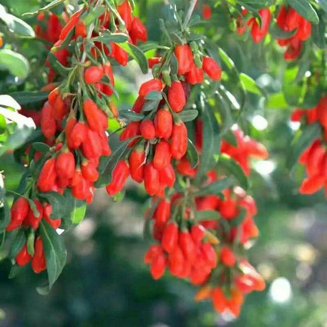 Wolfberry