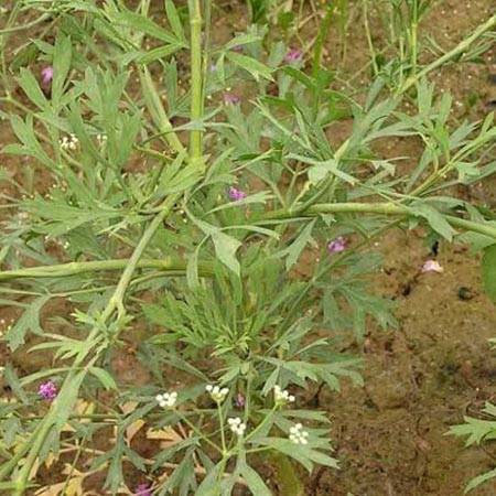 Siler root