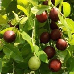 Jujube Seed