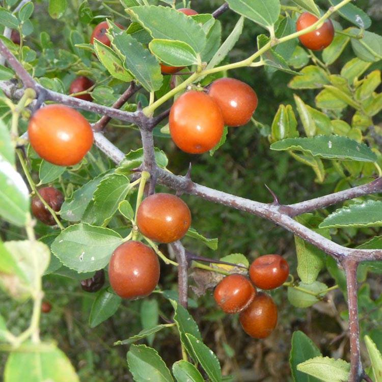 Jujube Seed
