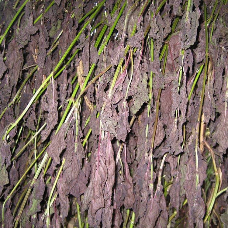 Common perilla leaf