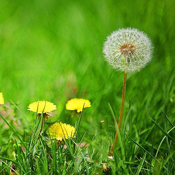 Dandelion