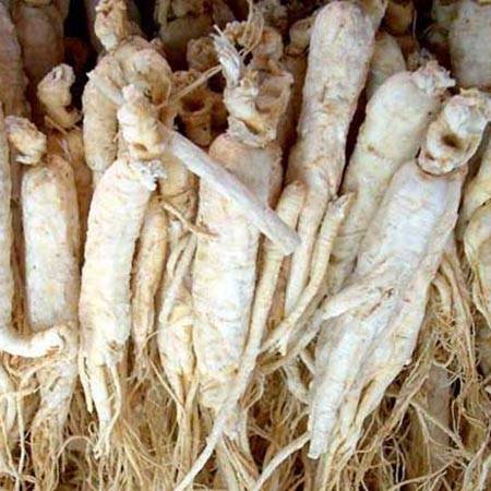 Ginseng
