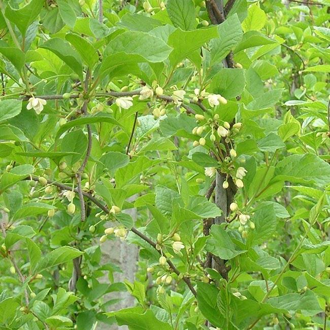 Schisandra