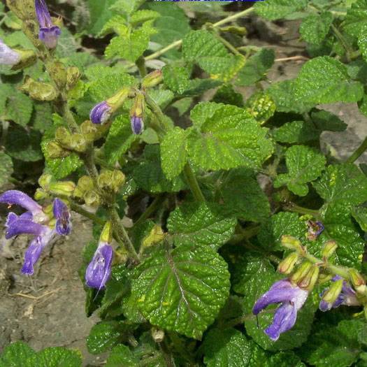 Salvia Miltiorrhiza Extract