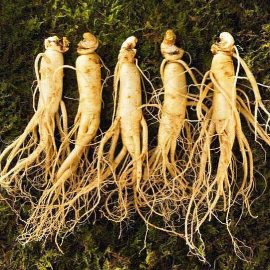 Ginseng