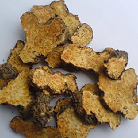 Atractylodes Lancea