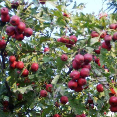 Dried Hawthorn tea