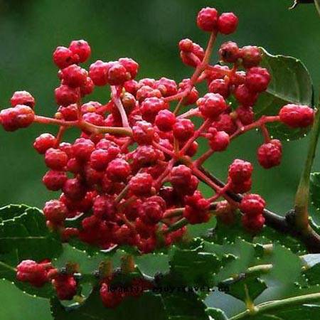 Zanthoxyli Pericarpium