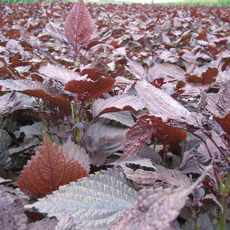 Common perilla leaf