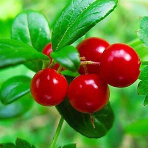Bearberry leaf
