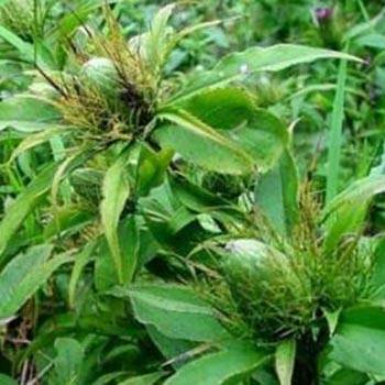 Atractylodes Lancea