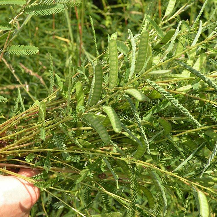 Vetch