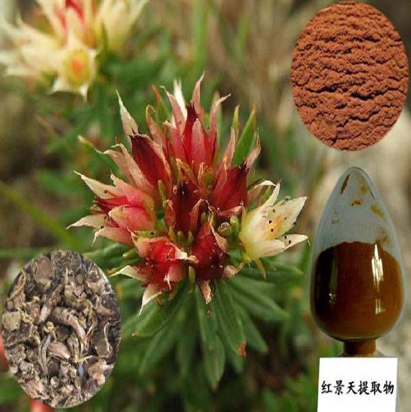 Rhodiola Rosea Extract Powder