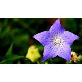 Platycodon