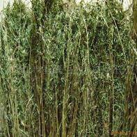 Vetch