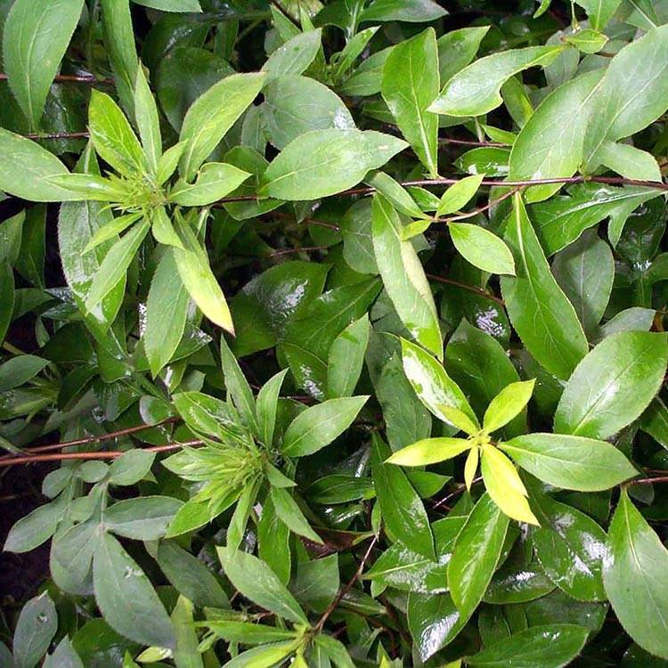 Atractylodes Lancea