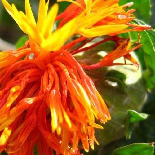 safflower