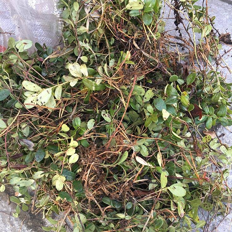 Bearberry leaf