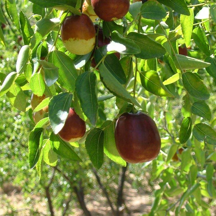 Red dates