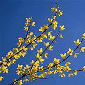 Forsythia