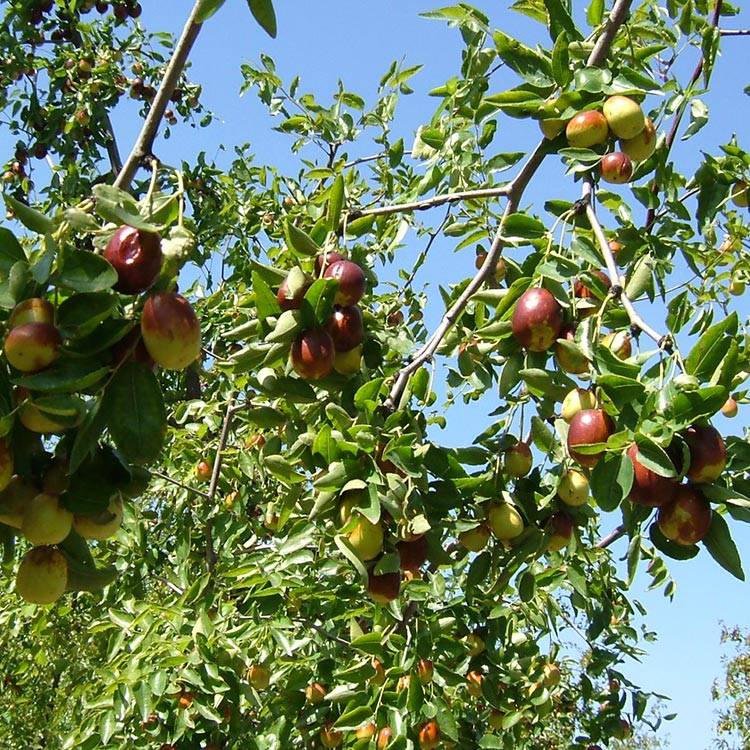 Red dates