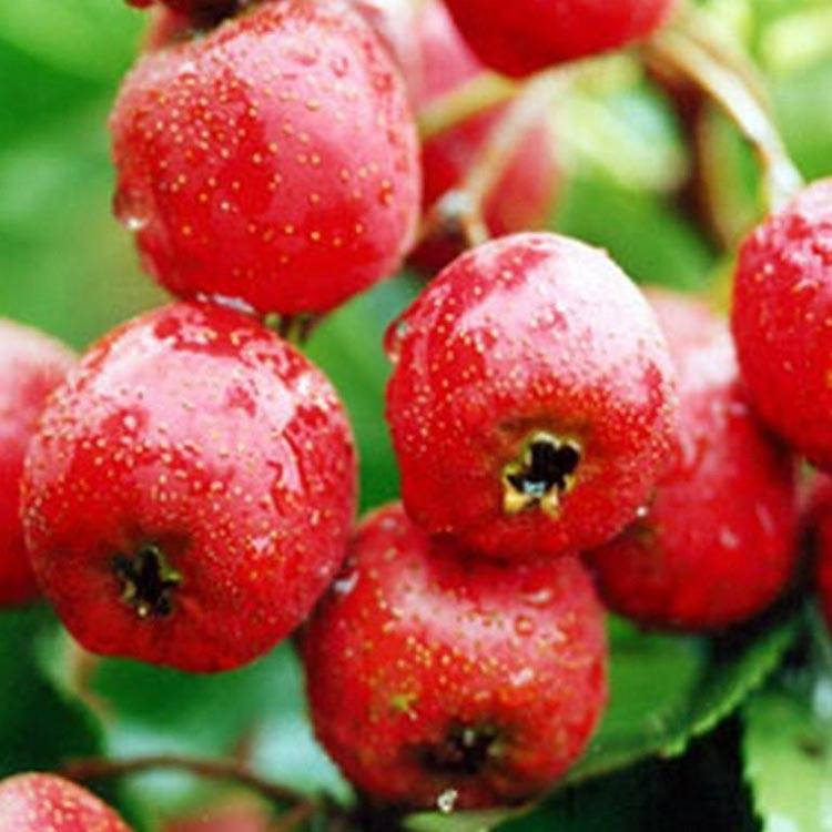 Hawthorn