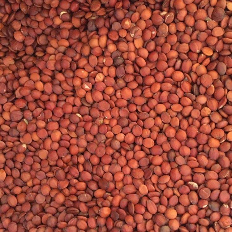 Jujube Seed