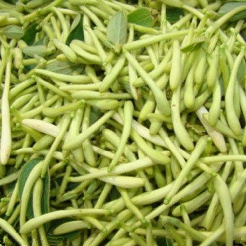 honeysuckle