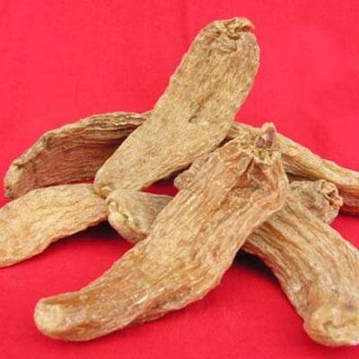 Gastrodia