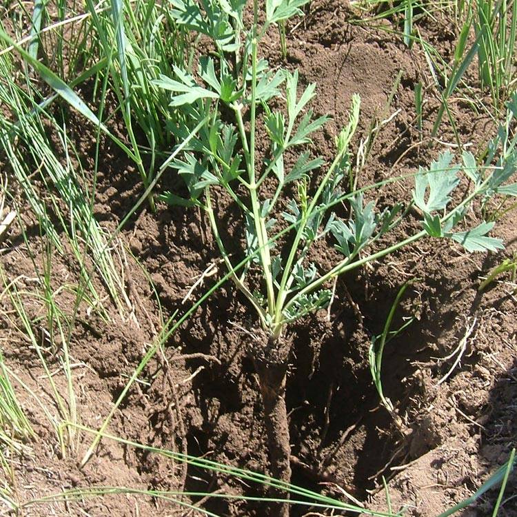 Siler root