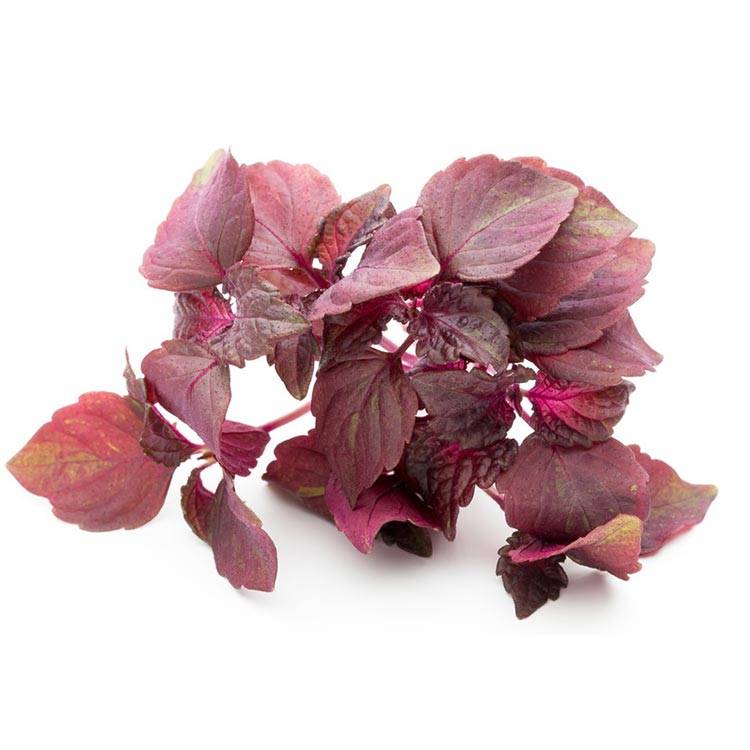 Common perilla leaf