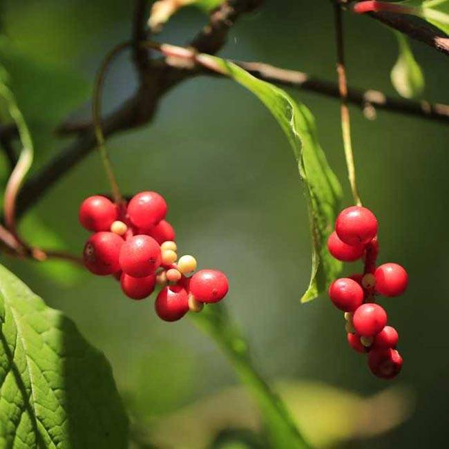Schisandra