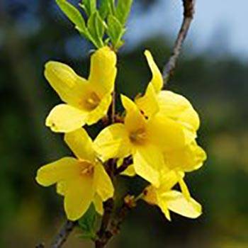 Forsythia