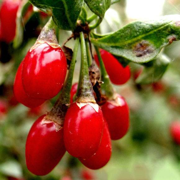 Chinese Wolfberry Tea