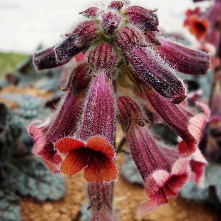 Rehmannia glutinosa