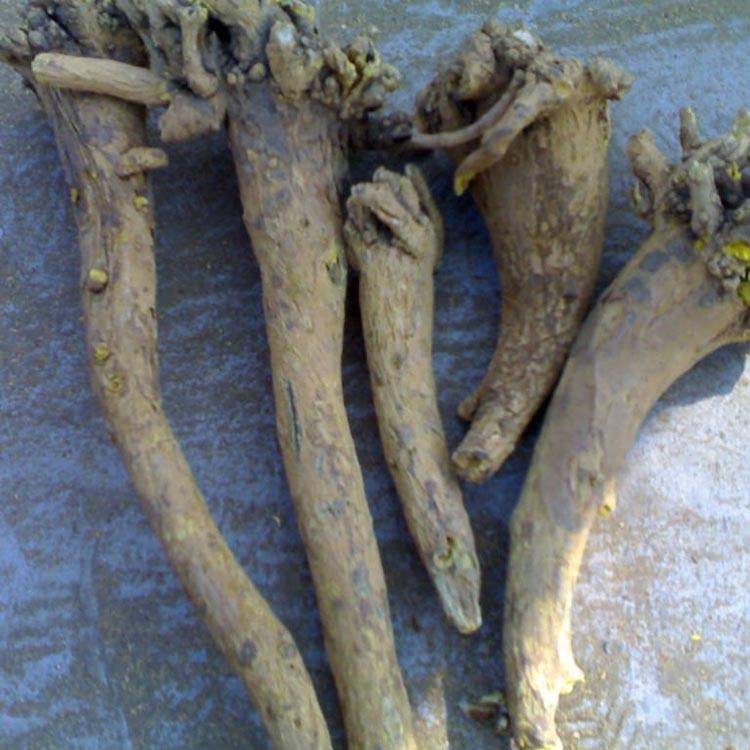 Scutellaria