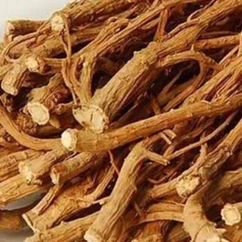 Bupleurum root
