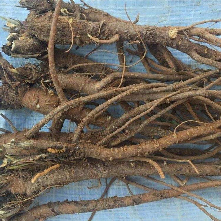 Bupleurum root