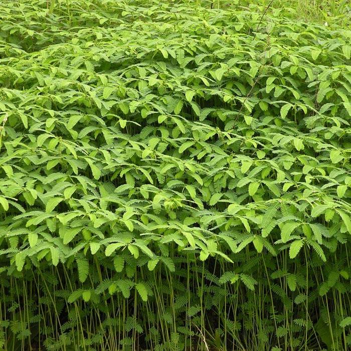 Vetch
