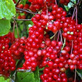 Schisandra