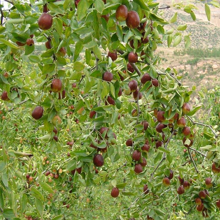 Red dates