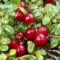 Bearberry leaf