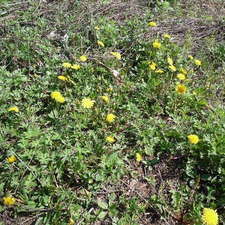 Dandelion