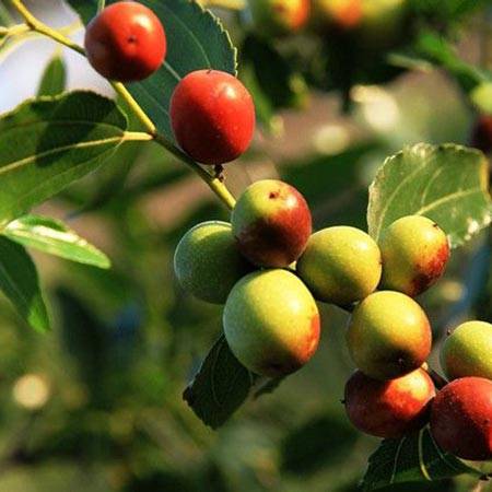 Jujube Seed