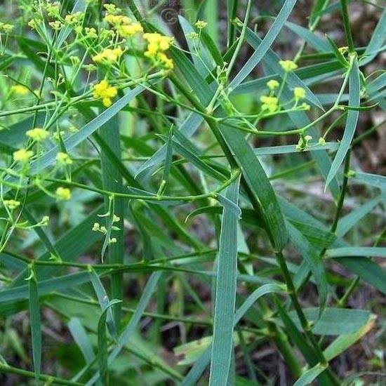 Bupleurum root
