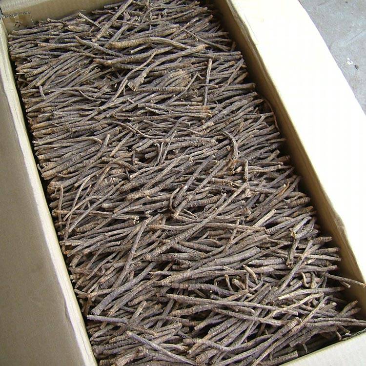 Siler root